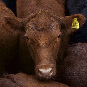 Allflex Livestock Monitoring Tag